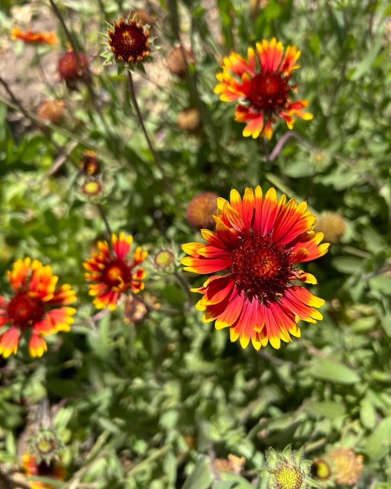 Gaillardia