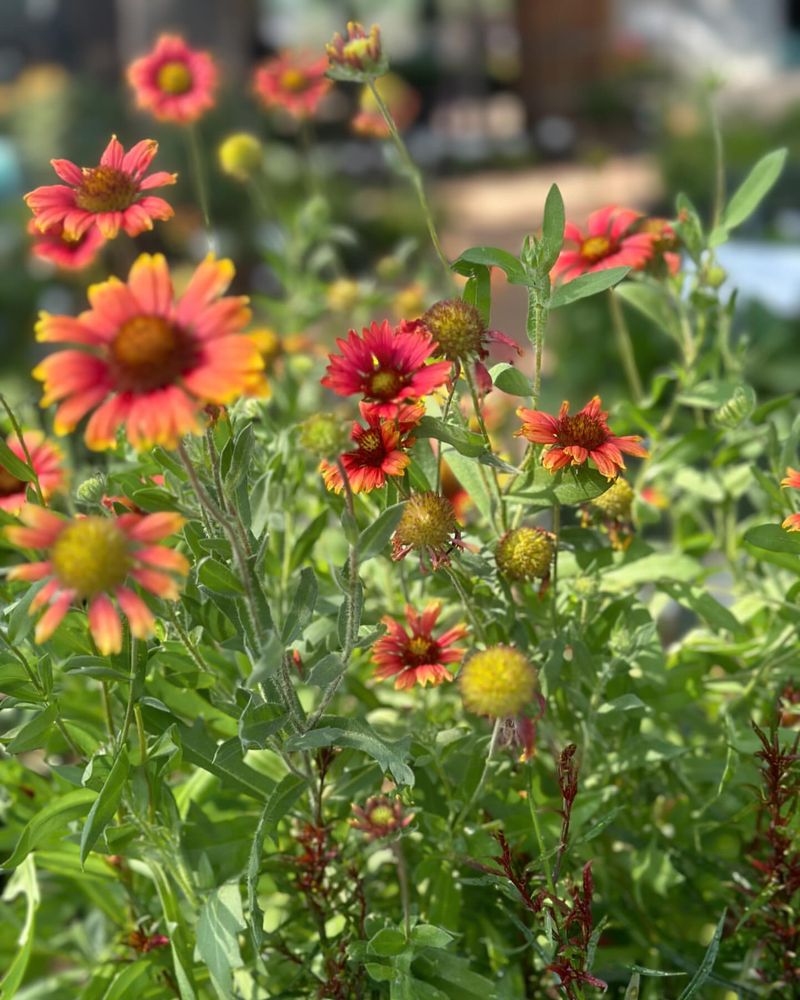 Gaillardia