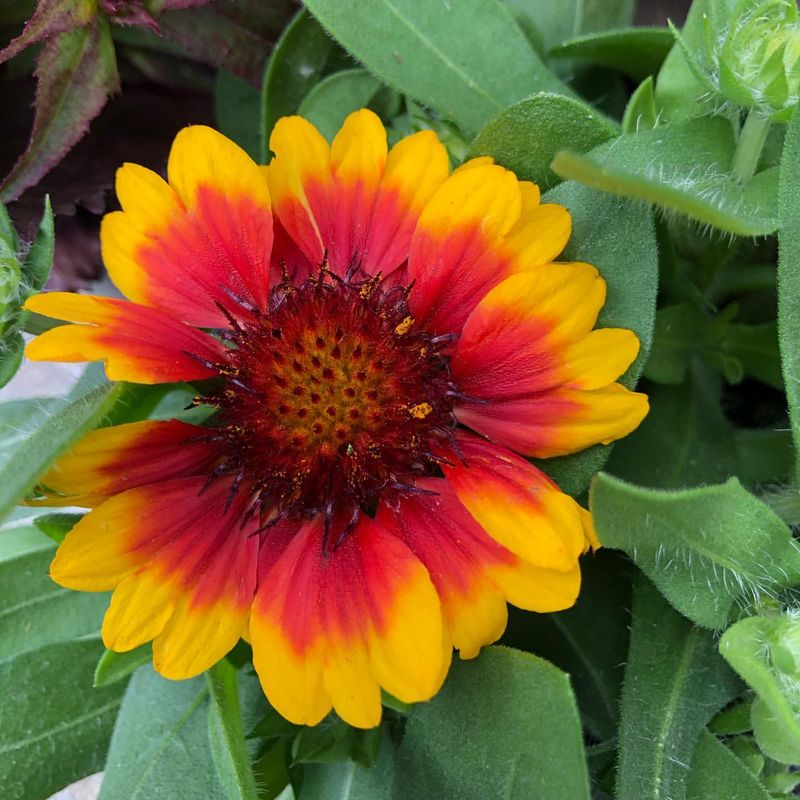 Gaillardia