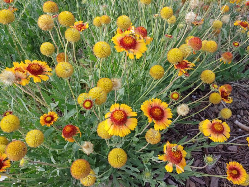 Gaillardia