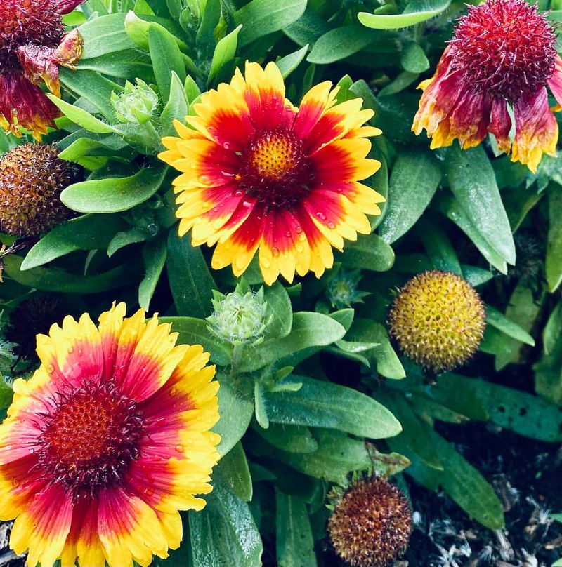 Gaillardia