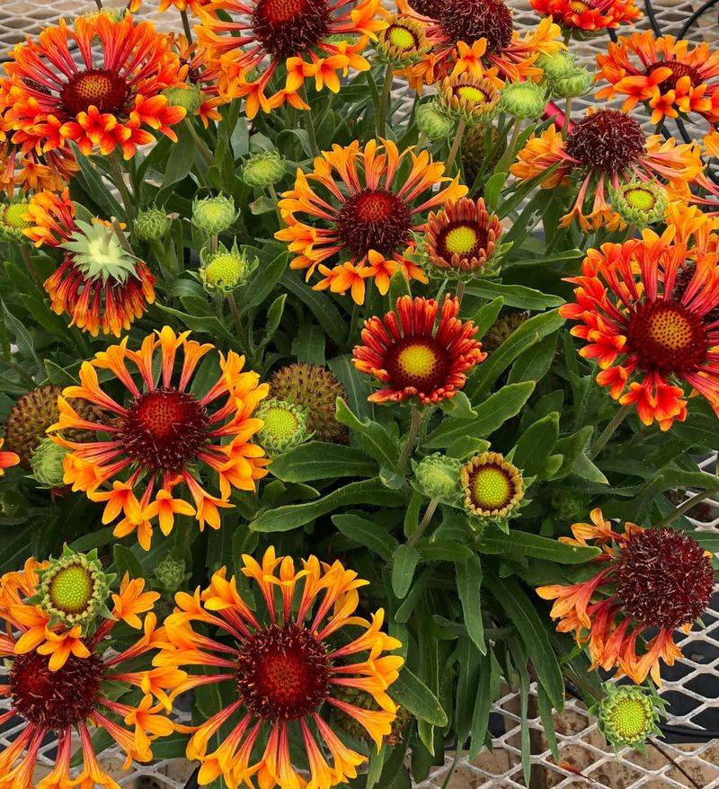 Gaillardia