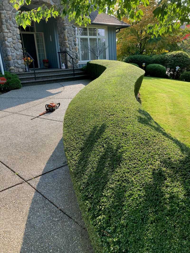 Garden Pathway with Boxwood