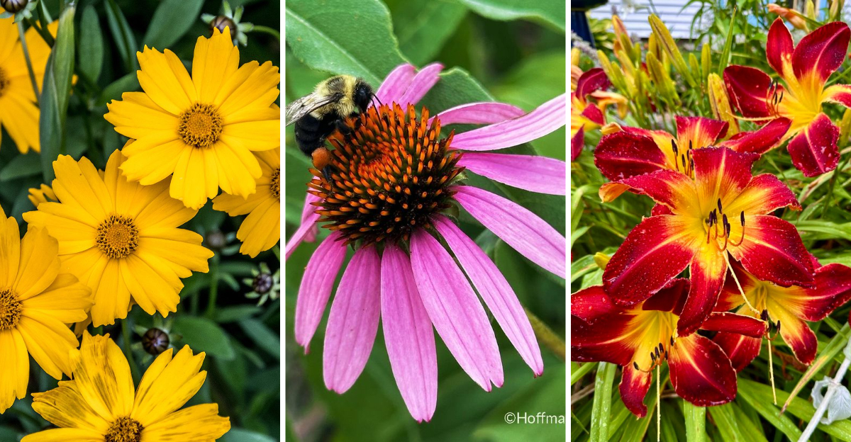 20 Secret Perennials That Keep Blooming All Season Long