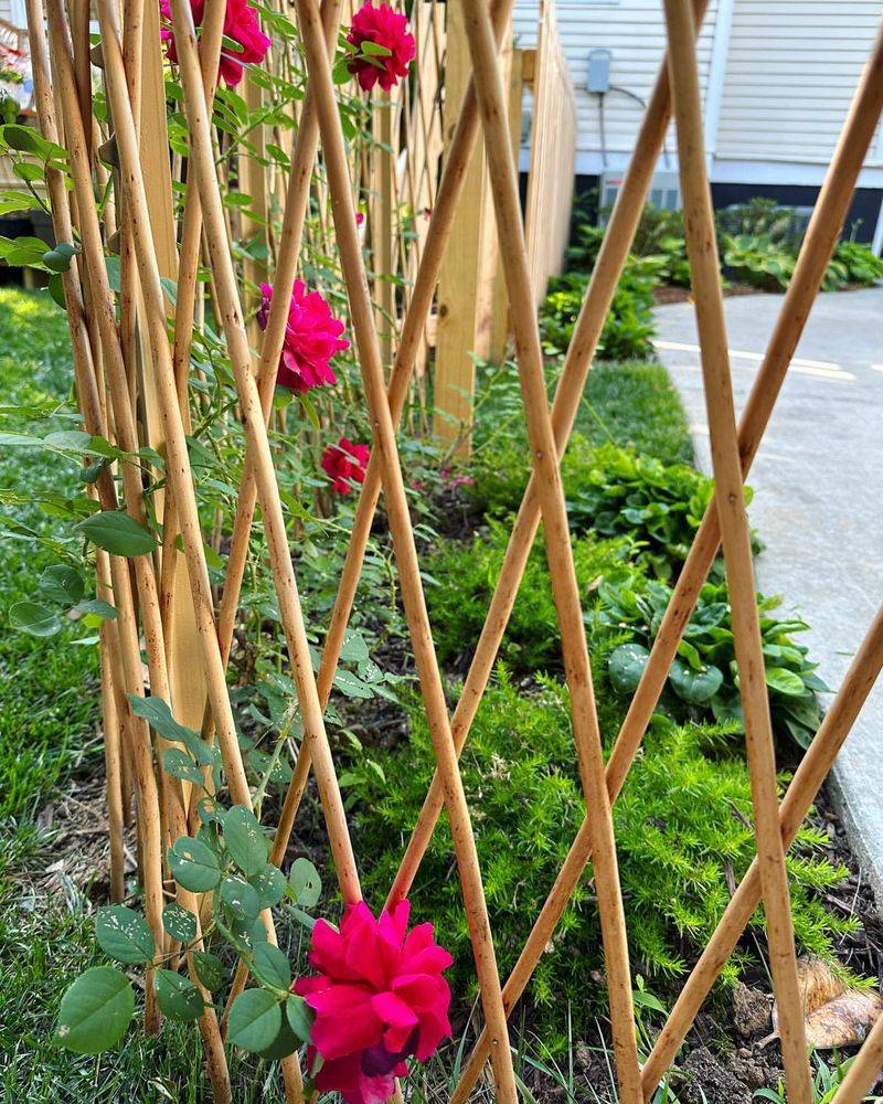 Garden Structures with Climbing Roses