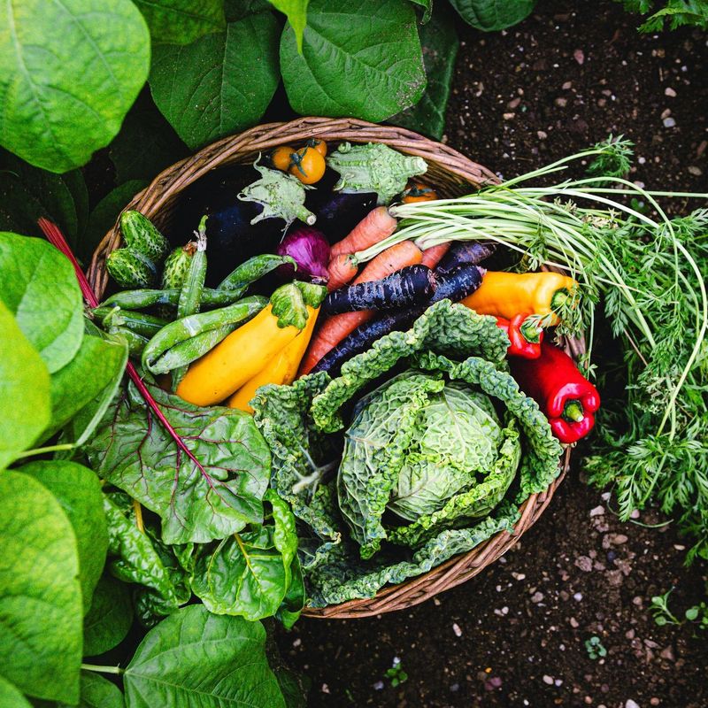 Garden Vegetables