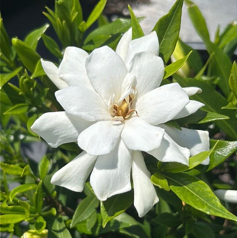 Gardenia