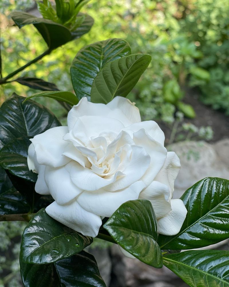 Gardenia