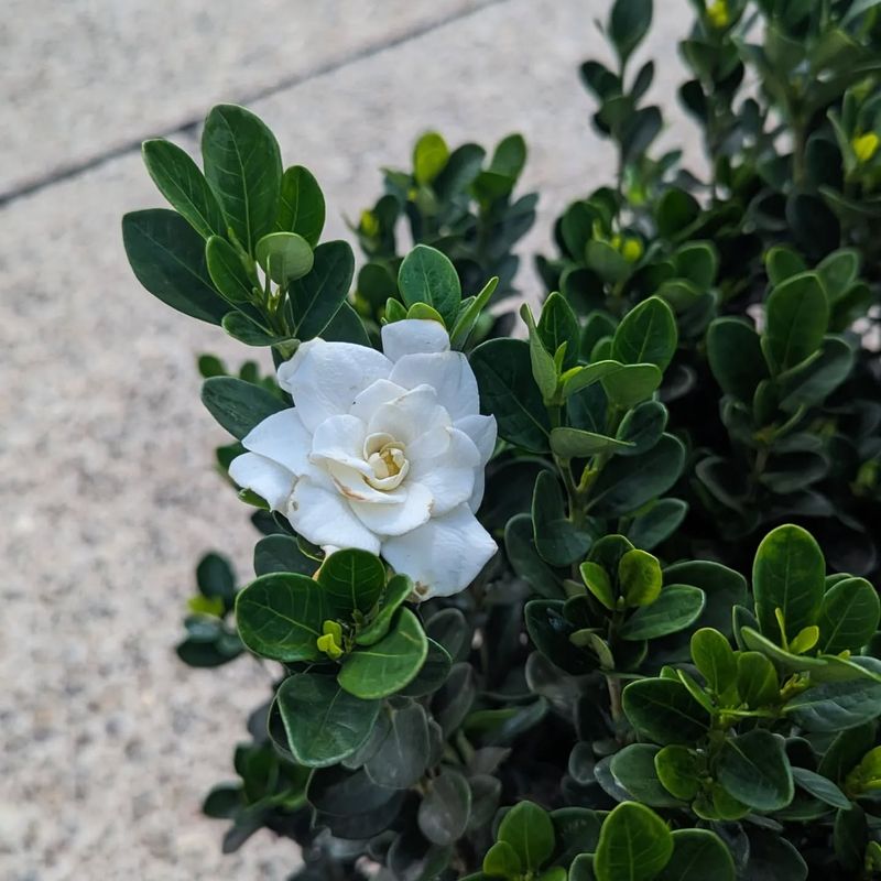 Gardenia