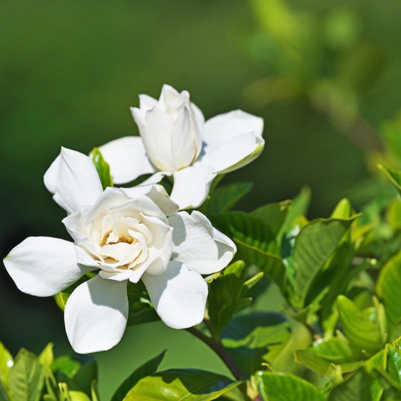 Gardenia