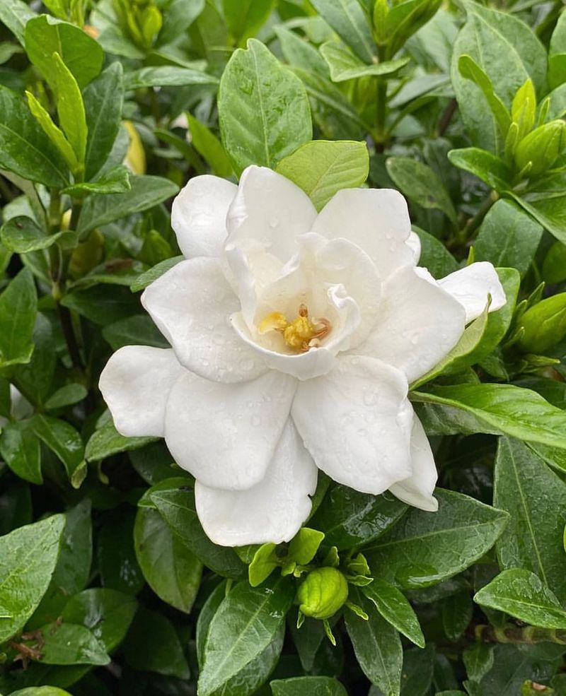 Gardenia