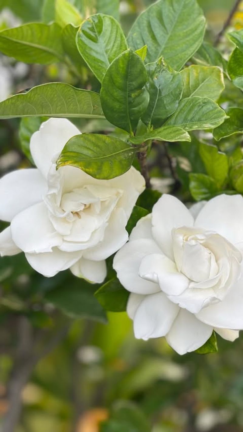 Gardenia