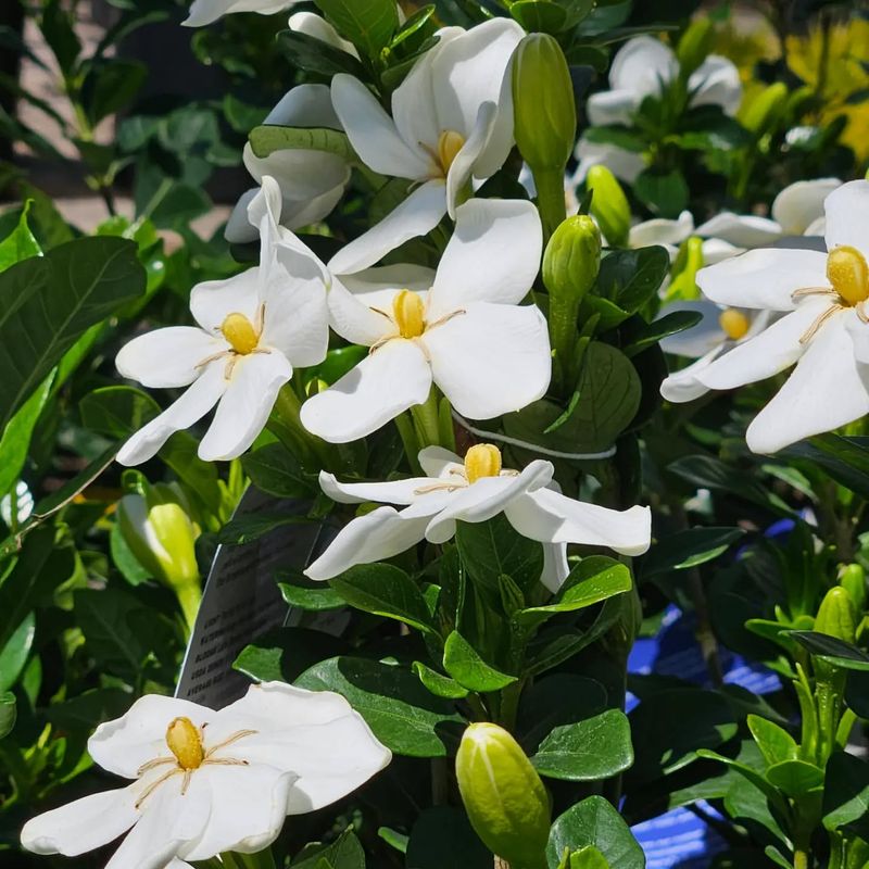 Gardenia