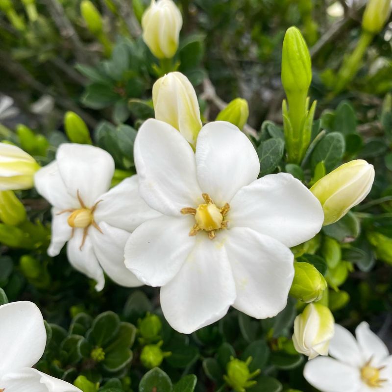 Gardenia