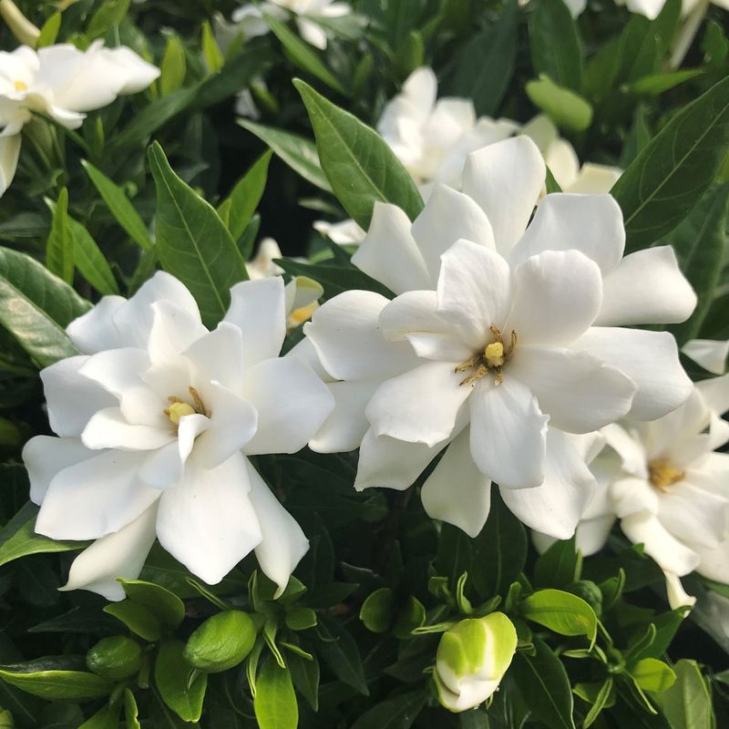 Gardenia jasminoides