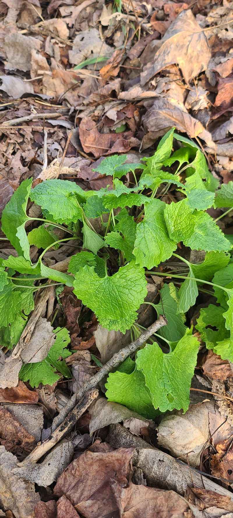 Garlic Mustard