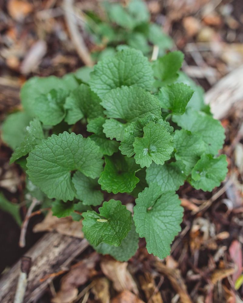 Garlic Mustard