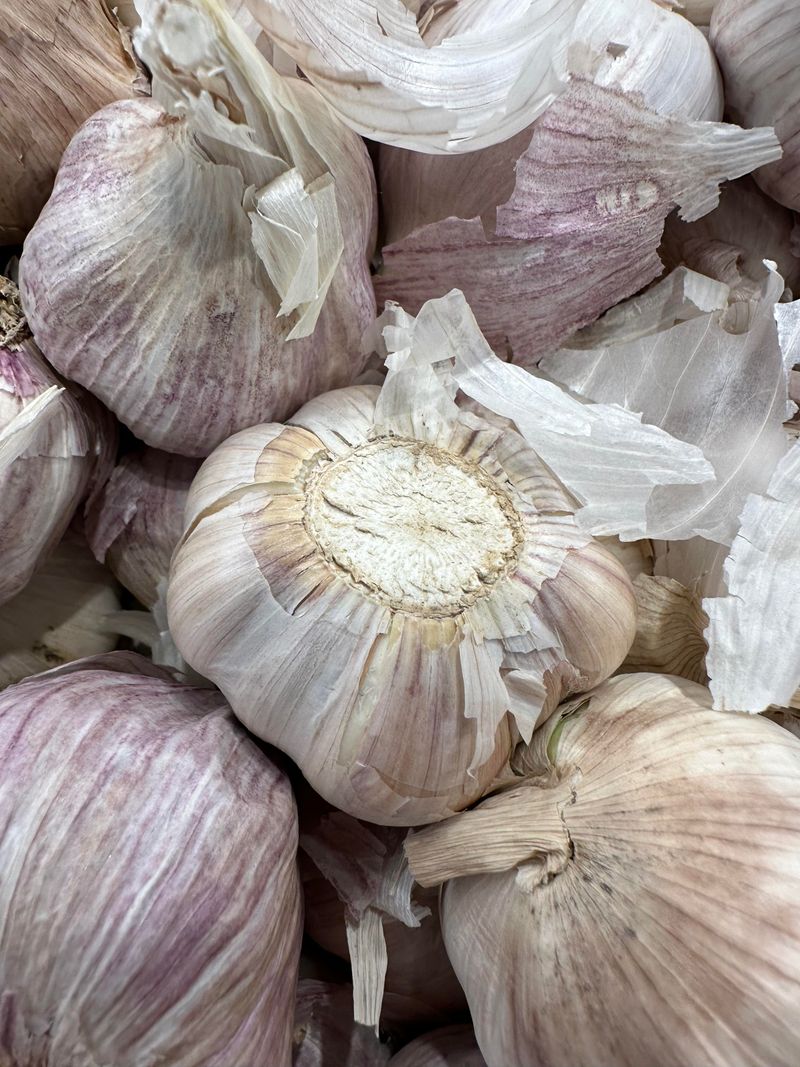 Garlic