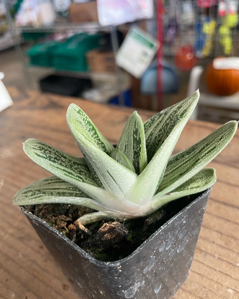 Gasteria