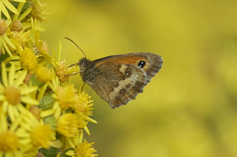 Gatekeeper Butterfly