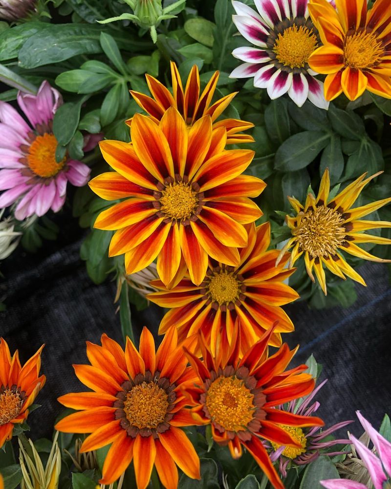 Gazania