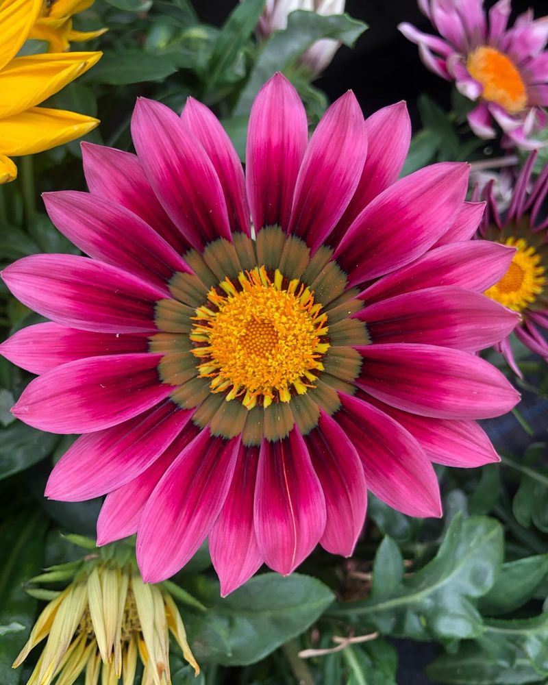 Gazania