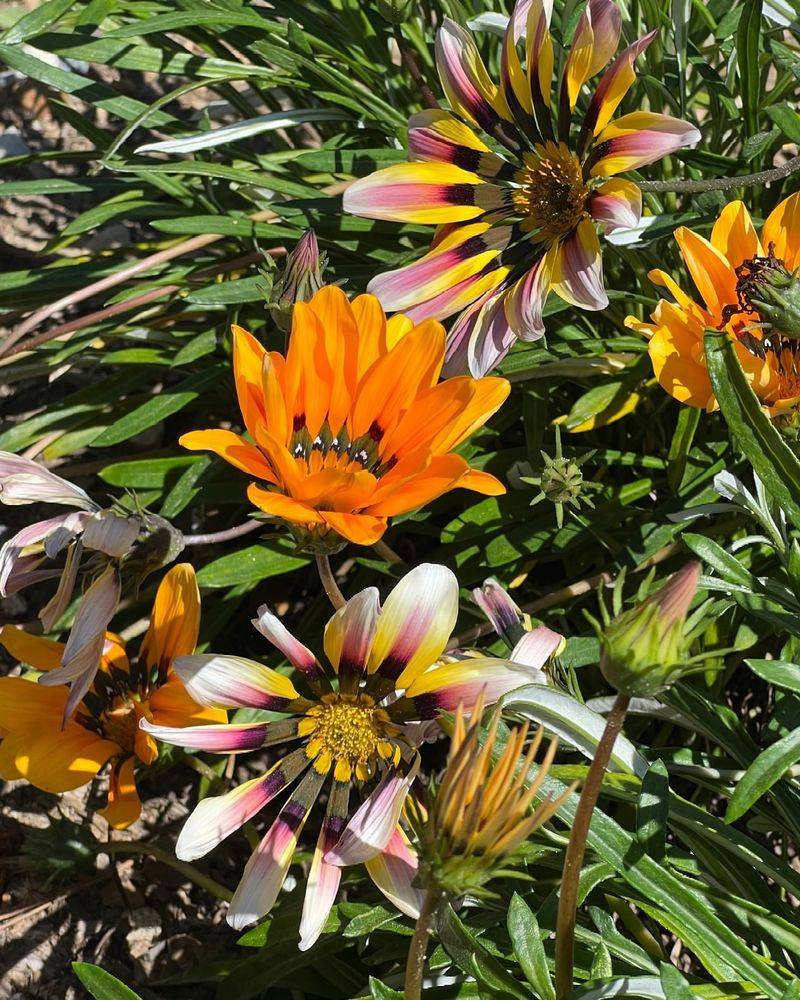 Gazania (Gazania rigens)