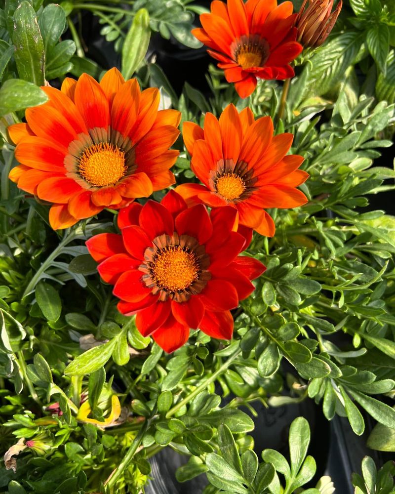 Gazanias