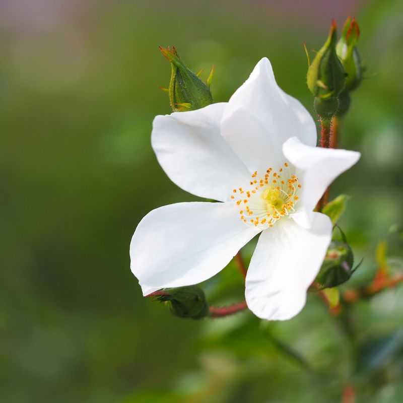 Georgia - Cherokee Rose