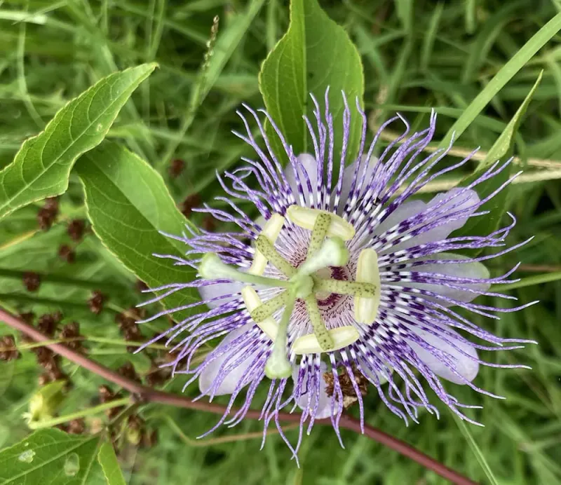 Georgia: Passionflower