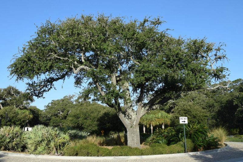 Georgia: Southern Live Oak