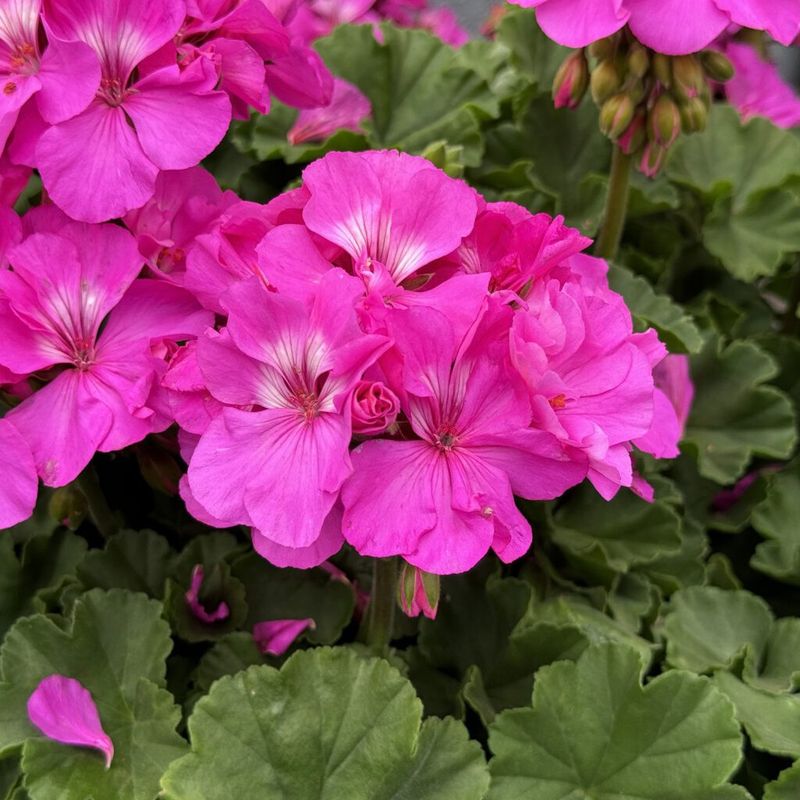 Geranium