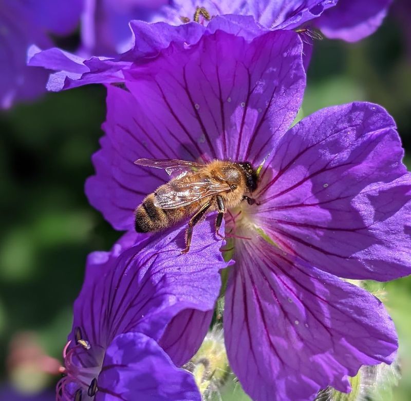 Geranium