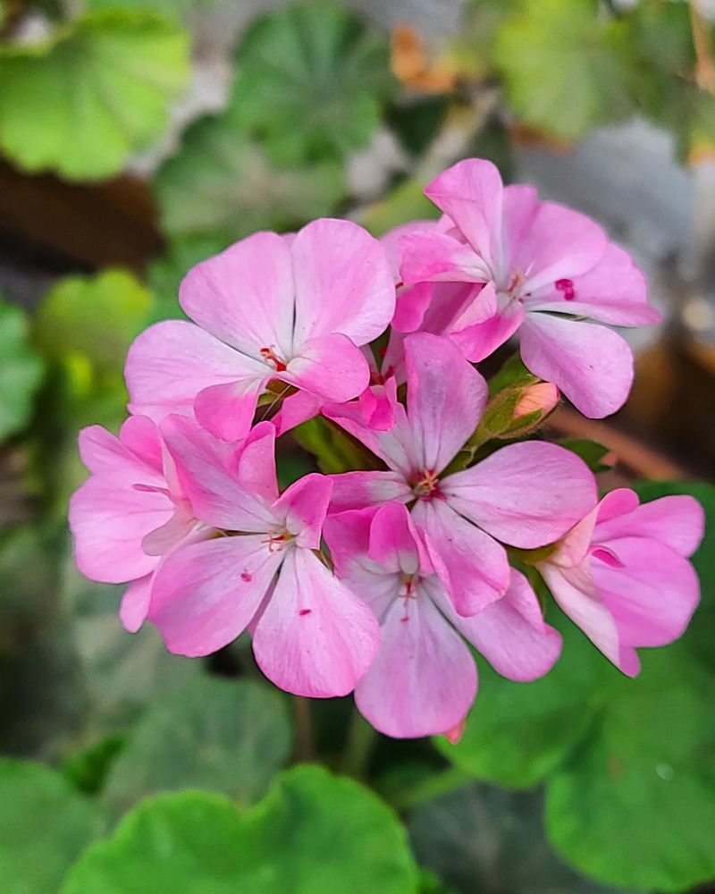 Geranium