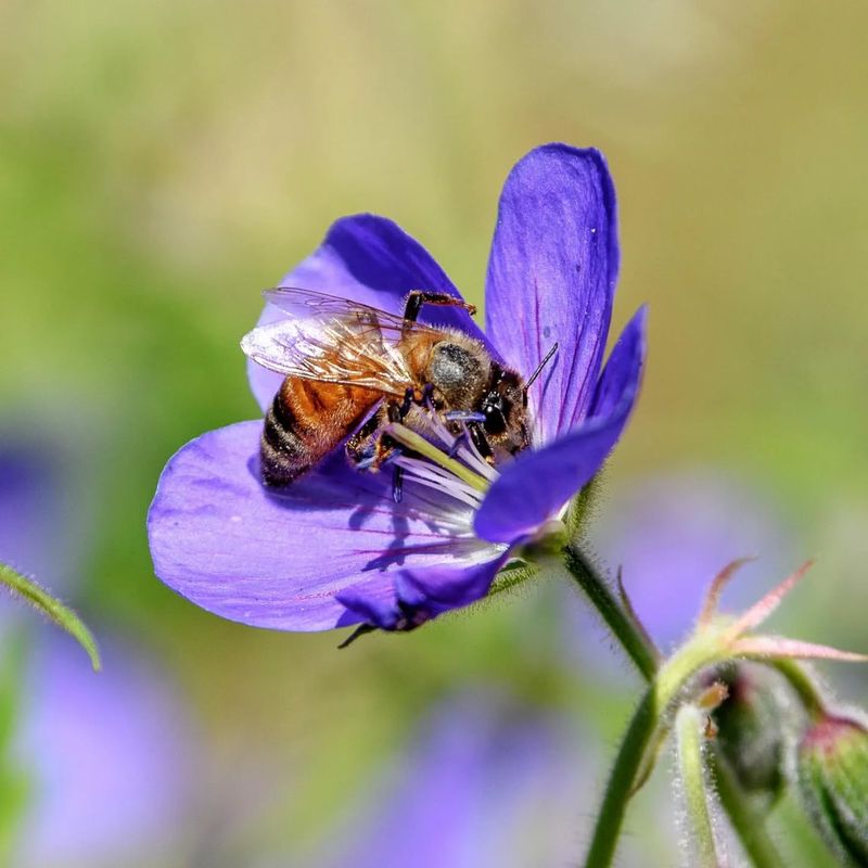 Geranium