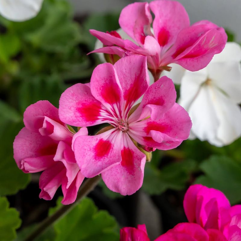 Geranium