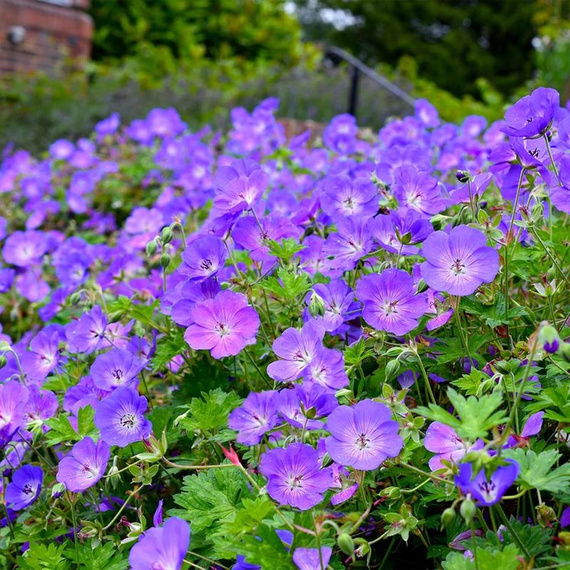 Geranium Rozanne