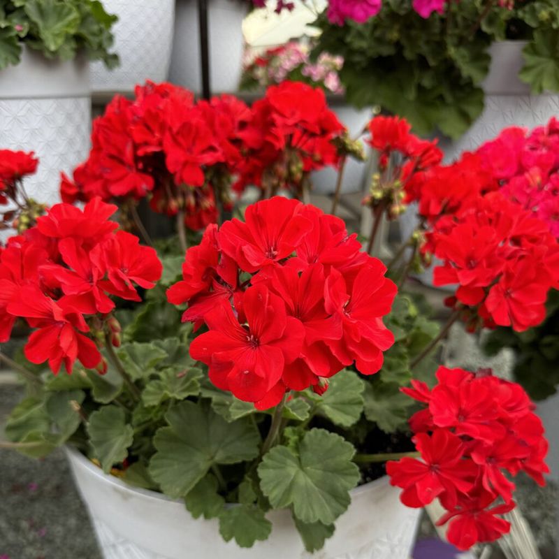 Geraniums