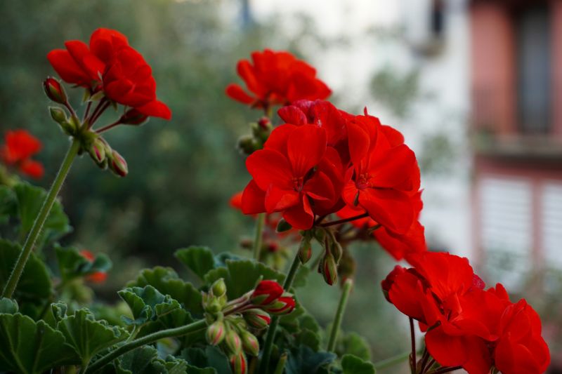 Geraniums