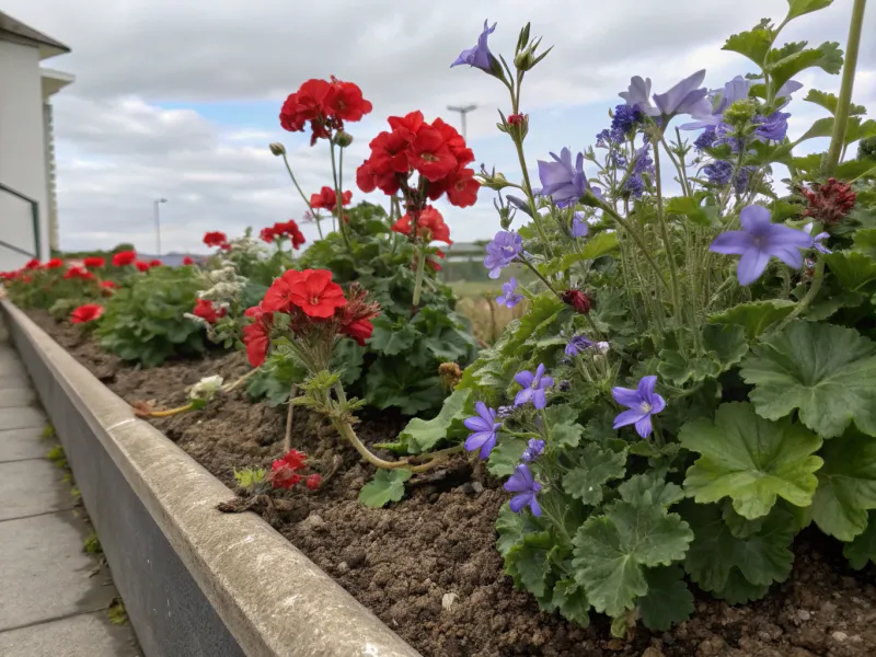 Geraniums and Campanula