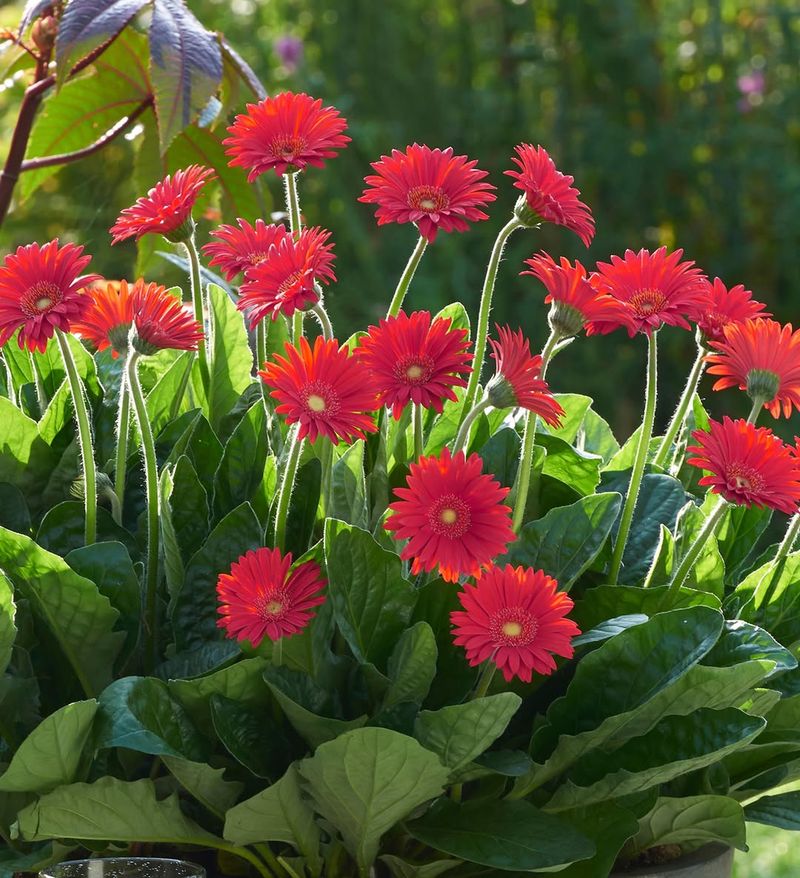 Gerbera Daisies