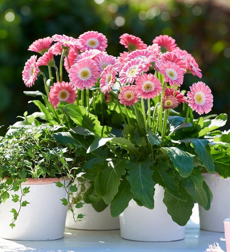 Gerbera Daisies