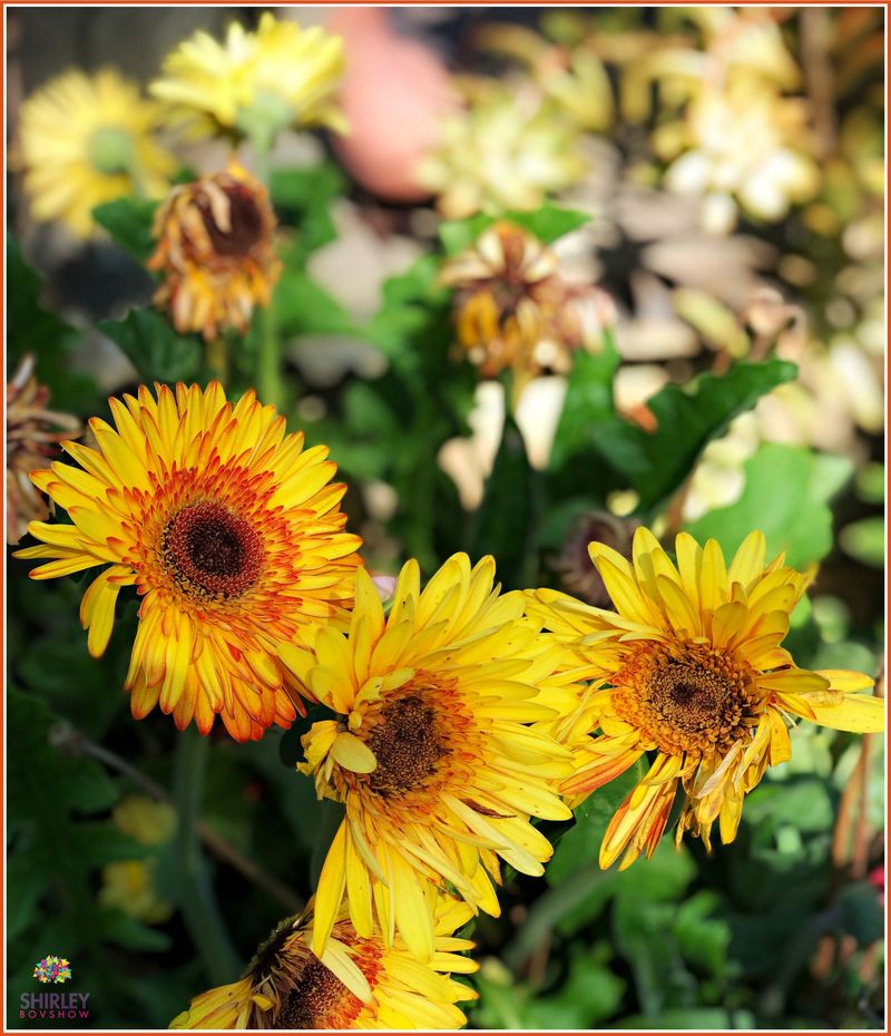 Gerbera Daisy