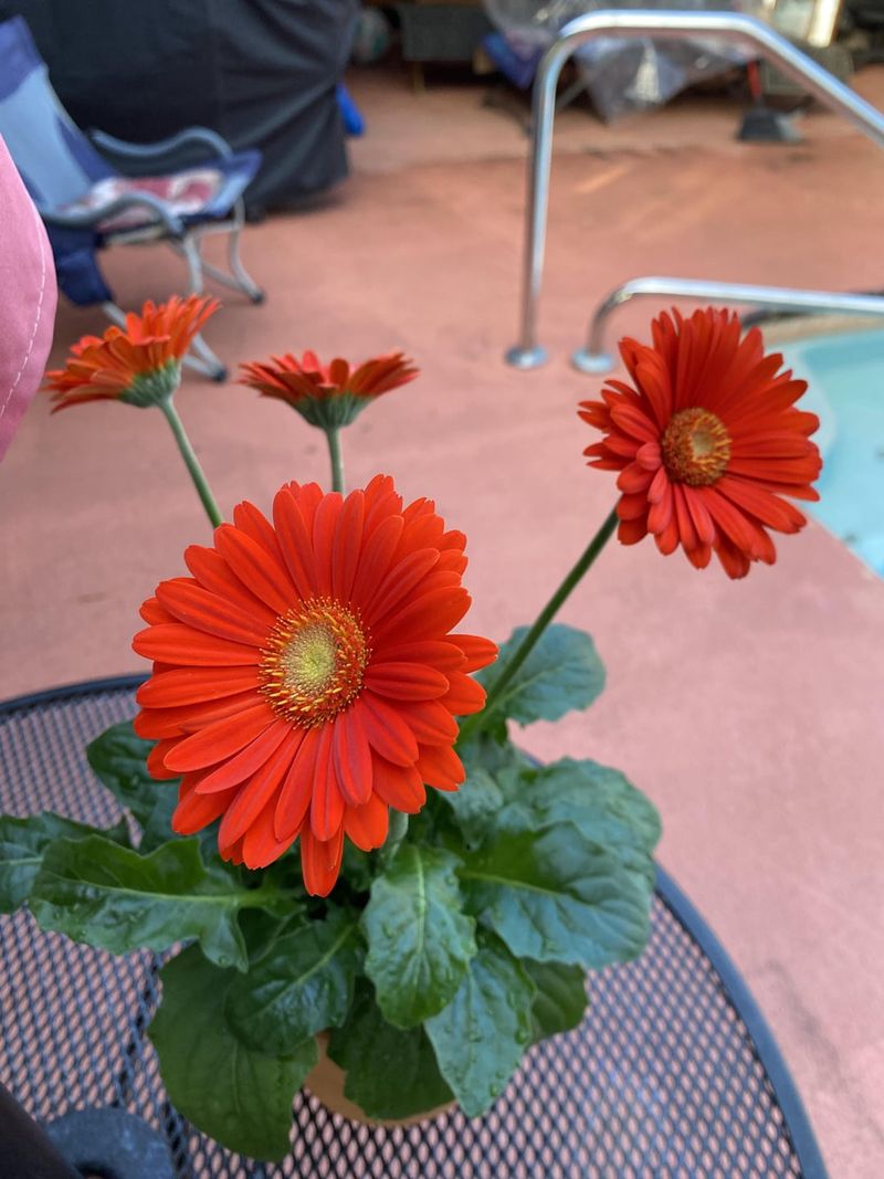 Gerbera Daisy