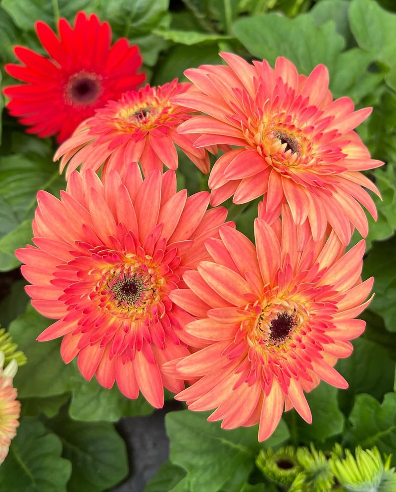 Gerbera Daisy