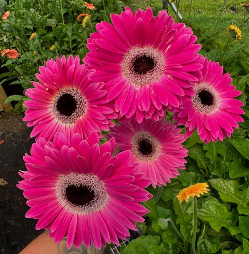 Gerbera Daisy