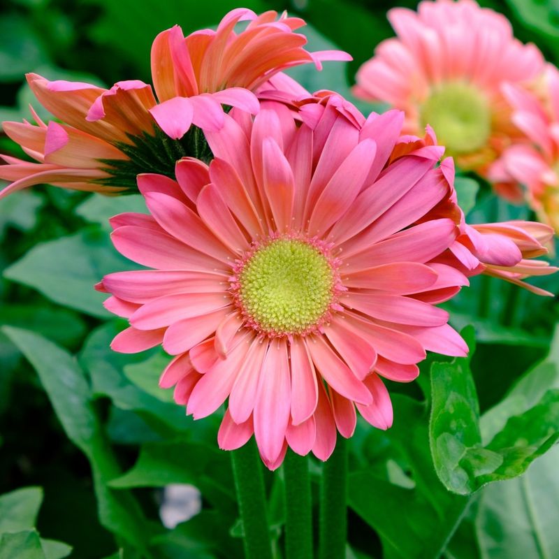 Gerbera Daisy