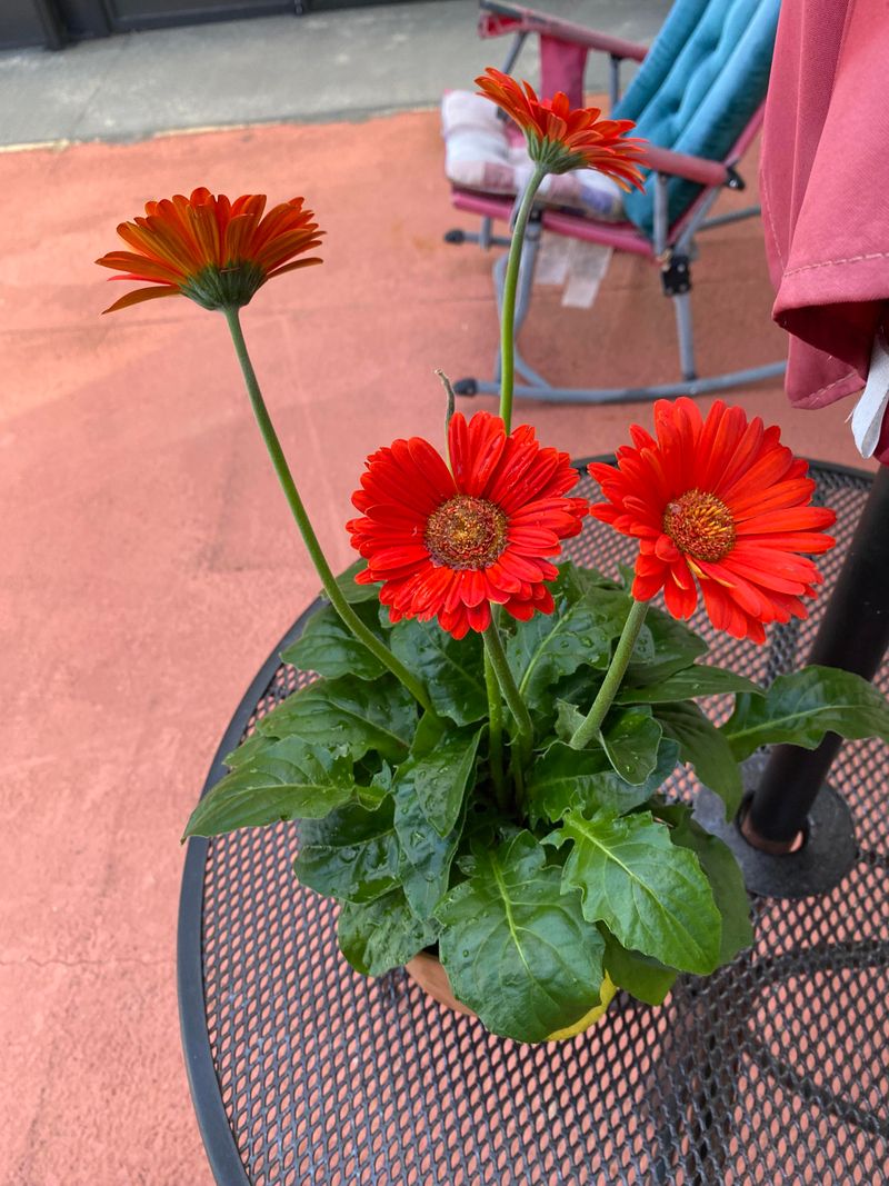 Gerbera Daisy