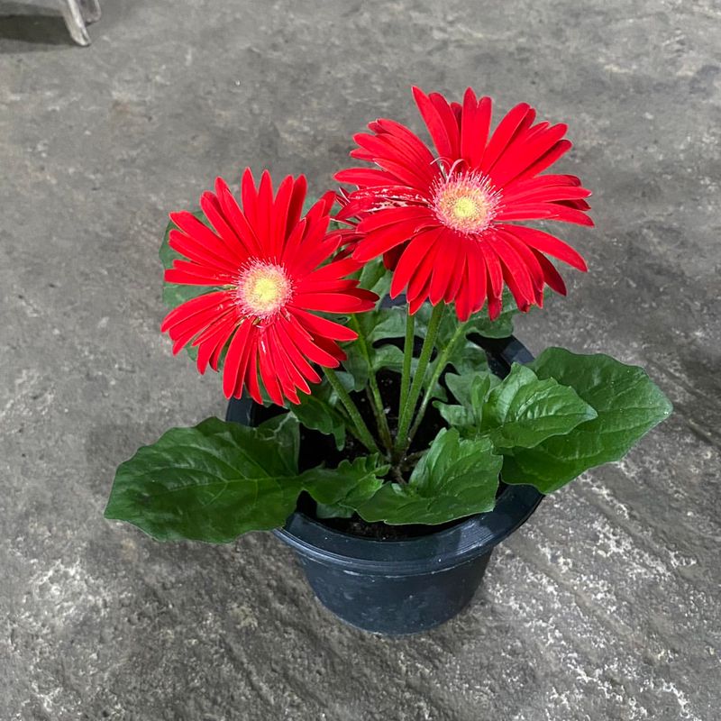 Gerbera Daisy