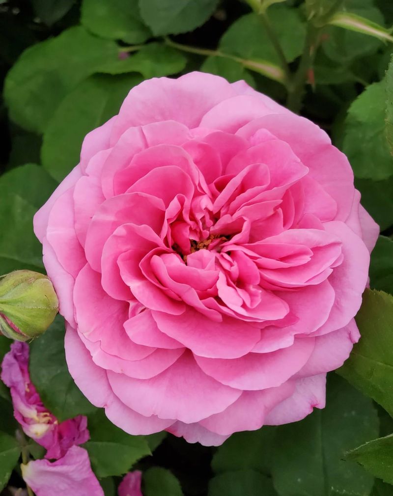 Gertrude Jekyll Rose